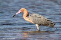 Egret_Reddish-8534