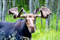 Moose-8337