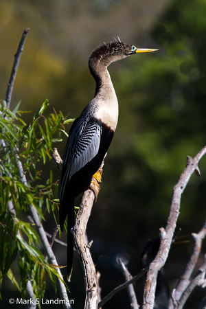 Anhinga_Female-7235