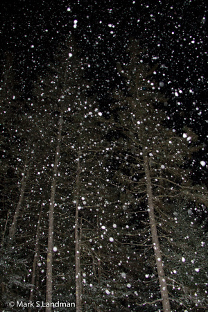 Feb_15_-_Firs_During_Snow-5274