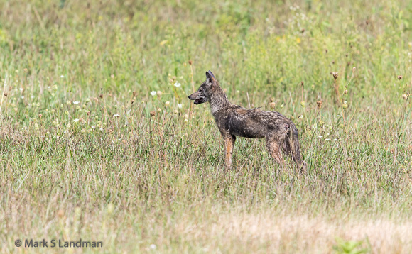 Coyote Moose Hill_20160910-_Y6A8442