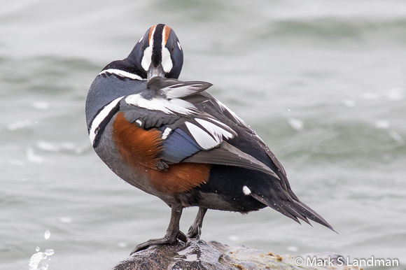 Harlequin Male-1394