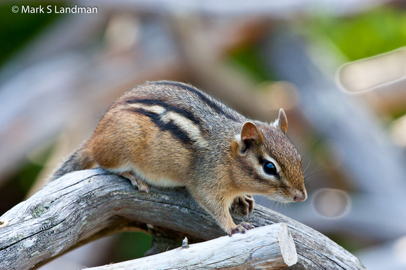 Chipmunk-7373