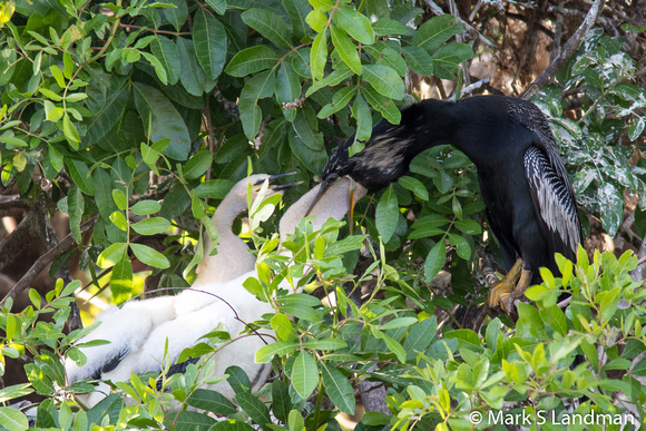 Anhinga Feeding Young-1978