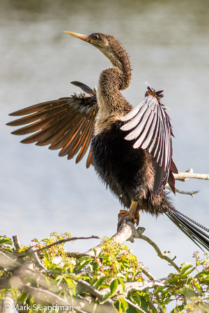 Anhinga-1947