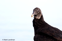Black Vulture-2142