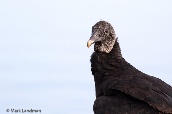 Black Vulture-2142