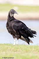 Black Vulture-2216