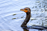 Double-crested Cormorant-1902