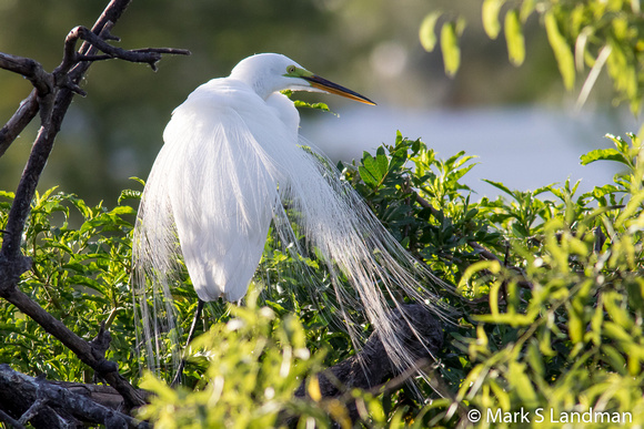 Great Egret-2006