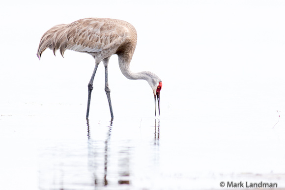 Sandhill Crane-2551