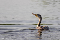 Double-crested Cormorant-2118