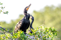 Double-crested Cormorant w Young-2024