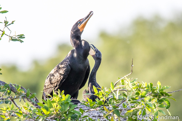 Double-crested Cormorant w Young-2024