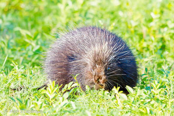 Porcupine-1034