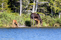 Moose Cow w Calves-7132