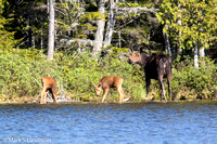 Moose Cow w Calves-7164