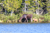 Moose Cow w Calves-7210