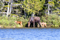 Moose Cow w Calves-7214