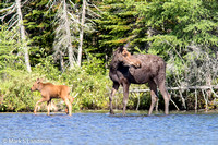 Moose Cow w Calves-7234