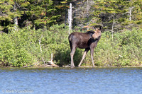 Moose Cow-7084
