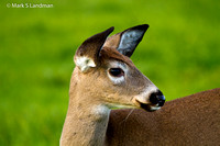 Deer-9450