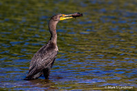 Double-crested_Cormorant-6260