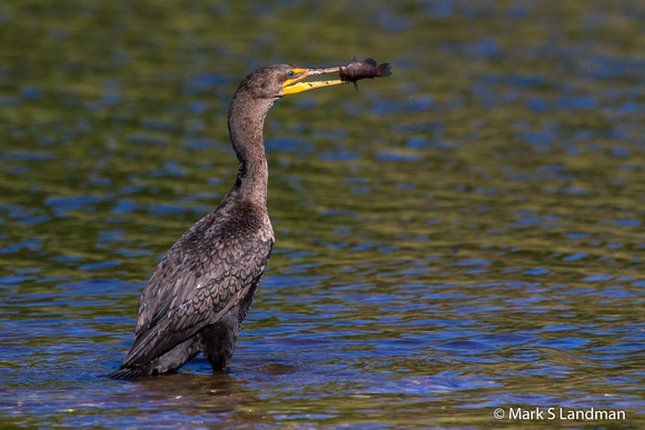 Double-crested_Cormorant-6260