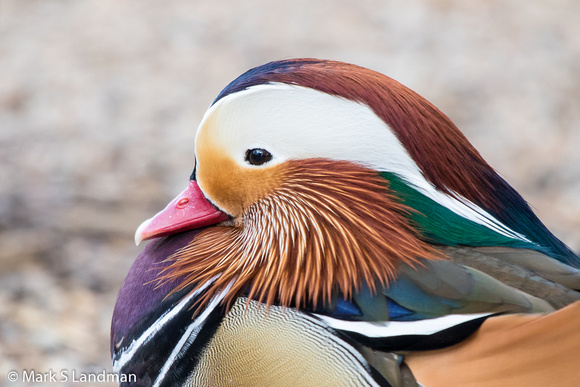 Abq Zoo_20151215-_Y6A5951