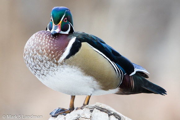 Abq Zoo_20151215-_Y6A6006