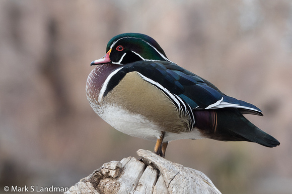 Abq Zoo_20151215-_Y6A6037