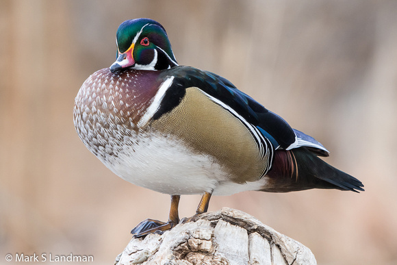 Abq Zoo_20151215-_Y6A6033