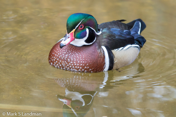 Abq Zoo_20151215-_Y6A5873