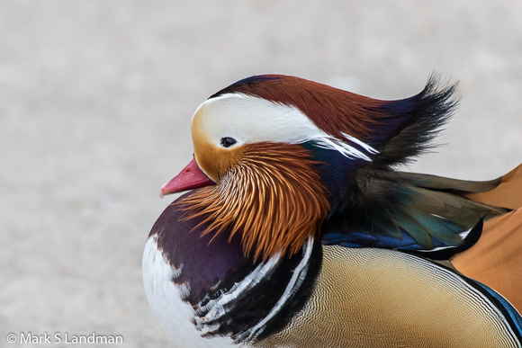 Abq Zoo_20151215-_Y6A5992