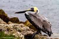 Mar_6_-_Brown_Pelican-9141