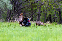 May_12_-_Turkeys-1782