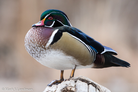 Abq Zoo_20151215-_Y6A5996