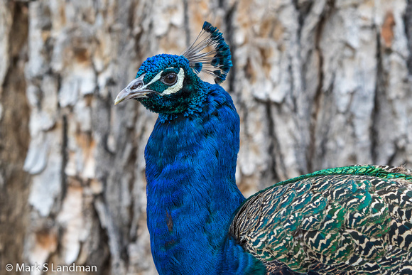 Abq Zoo_20151215-_Y6A6106