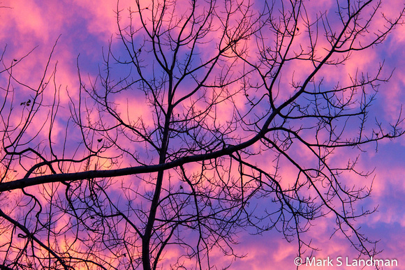 Nov 25 - Sunset w Tree-0577