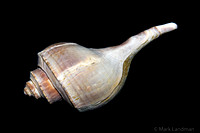 Dec 16 - Conch Shell-1221
