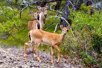 Sep_13_-_Deer-9138