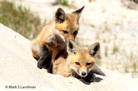 Foxes in Provincetown