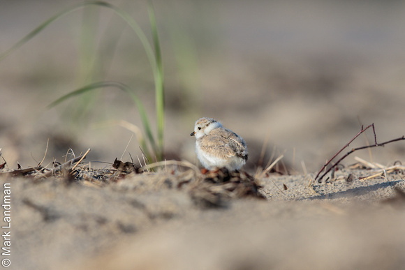 Sandy Point_20170709-_Y6A6525