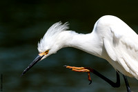 Snowy Egret, Fort De Soto