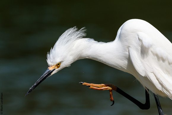 Snowy Egret, Fort De Soto