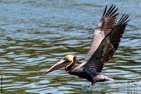 Brown Pelican, Fort De Soto