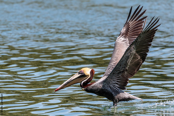 Brown Pelican, Fort De Soto