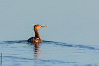 Red-breasted Merganser, female, Fort De Soto