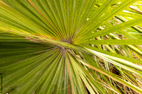 Palm Leaves, Fort De Soto