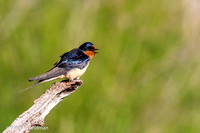 Jun_15_-_Barn_Swallow-3361